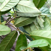 Uvaria sphenocarpa Hook.f. & Thomson